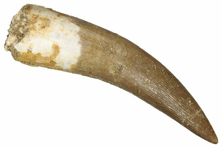 Fossil Plesiosaur (Zarafasaura) Tooth - Morocco #344222